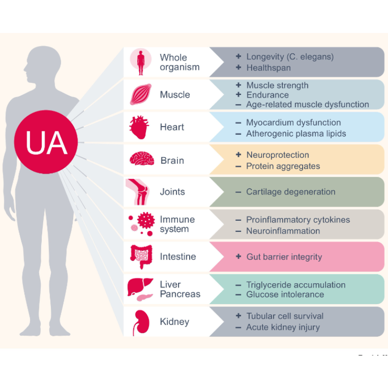 Urolithin A Powder Factory - 98% Pomegranate Extract