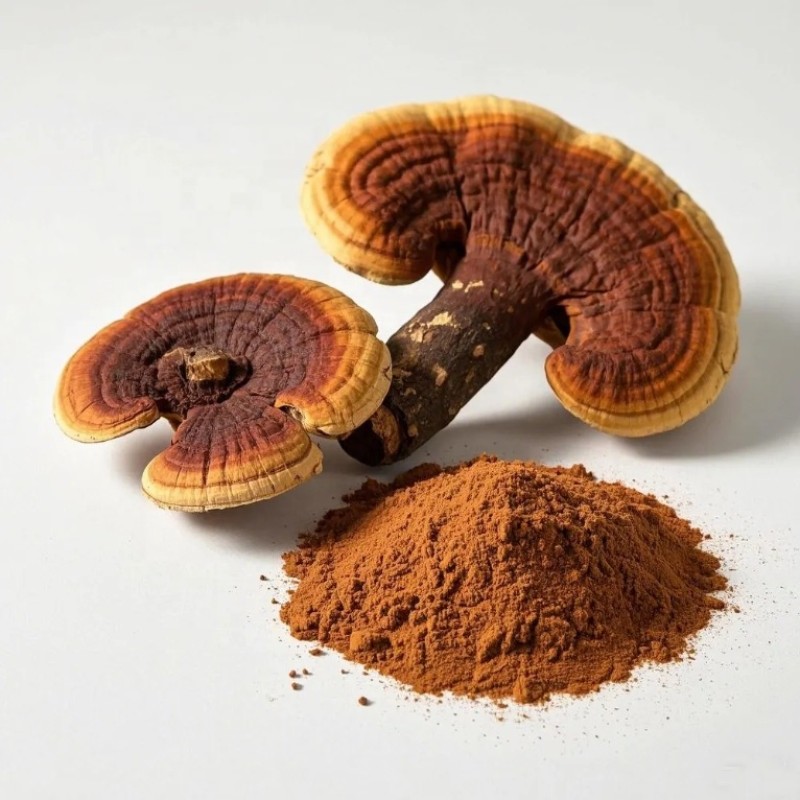 Reishi Mushroom Extract Factory - Triterpene Immune Support