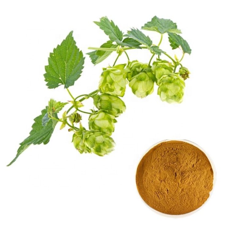 Hops Extract Supplier - Herbal Powder Manufacturer
