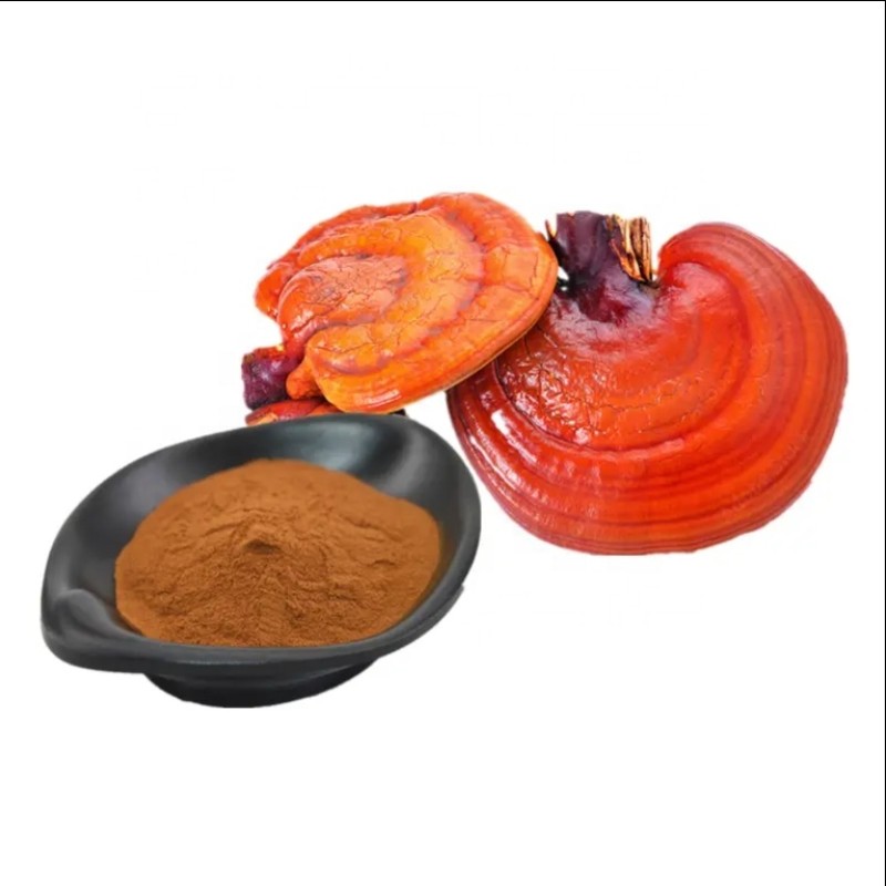 Reishi Mushroom Extract Factory - Triterpene Immune Support