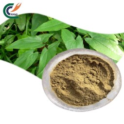 Epimedium Extract Supplier - 10:1 20:1 Powder
