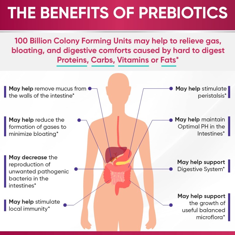 Probiotics Supplement Factory - Nutrient Absorption Gut