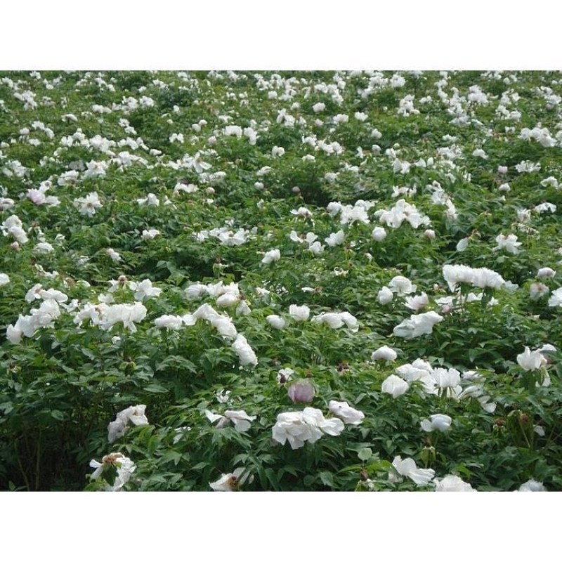 Angelica Red Date Tea Supplier - Herbal Tea OEM