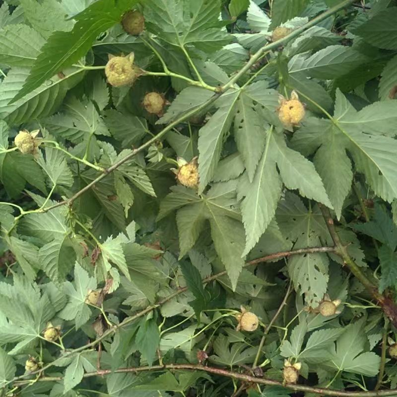 Dried Mint Supplier - Bulk Food Ingredient