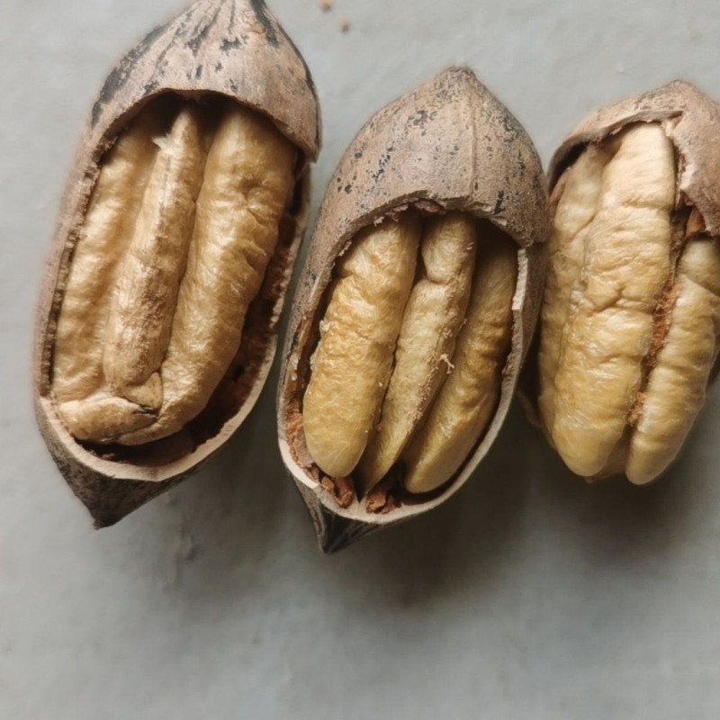 Frankincense Spices Manufacturer - Natural Source