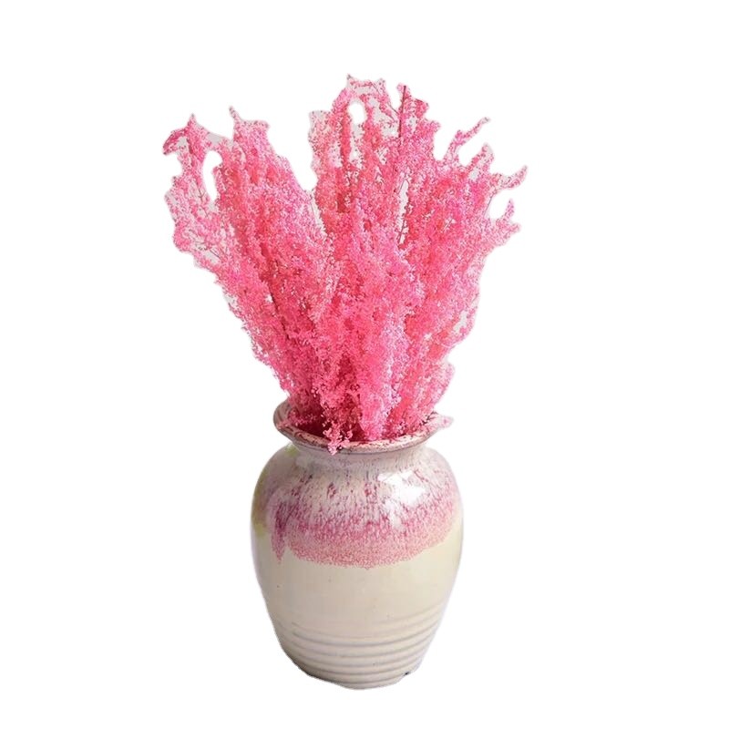 Dendrobium Candidum Supplier - Whole Plant