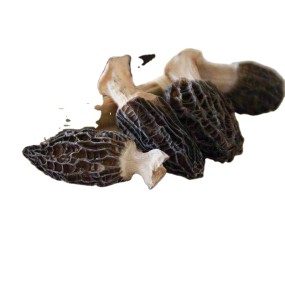 Black Morel Manufacturer - Bulk Dried Mushroom