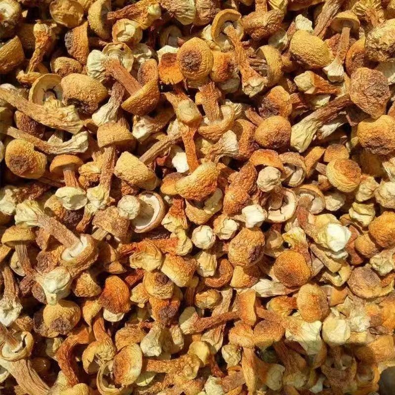 Goji Berries Manufacturer - Bulk Dried Fruit