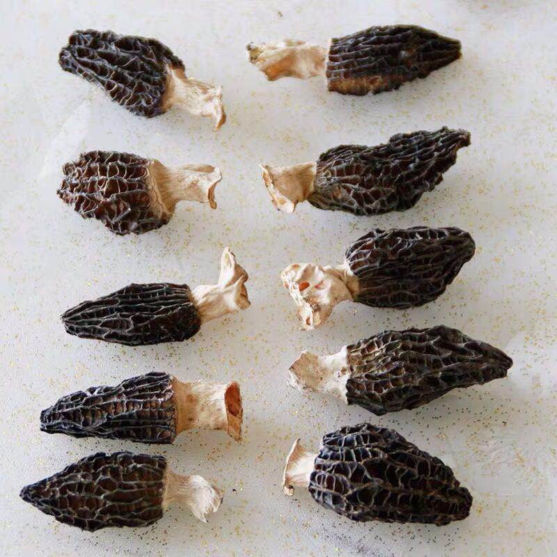 Morel Mycelium Supplier - Mushroom Cultivation
