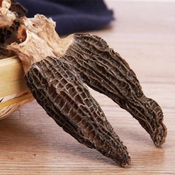 Morel Mushroom Farm Supplier - Wholesale Bulk