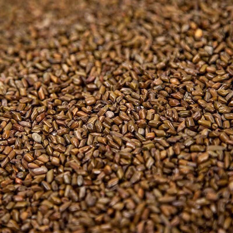 Cassia Seed From Vietnam Supplier - Bagged