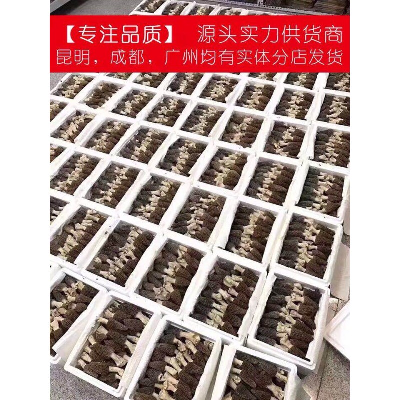 Morel Mycelium Supplier - Mushroom Cultivation