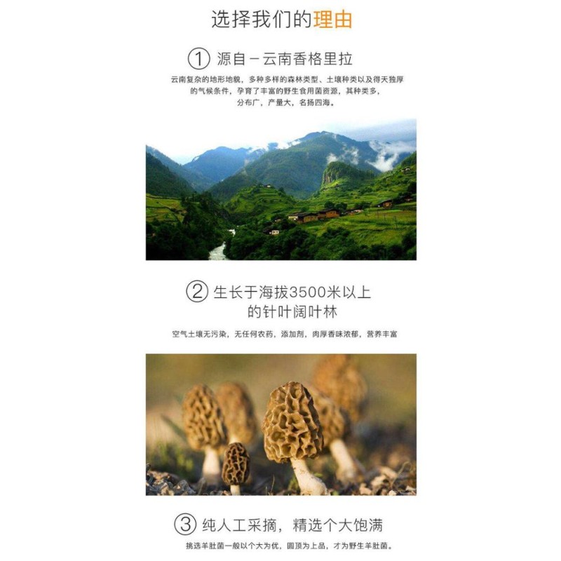 Morel Mycelium Supplier - Mushroom Cultivation