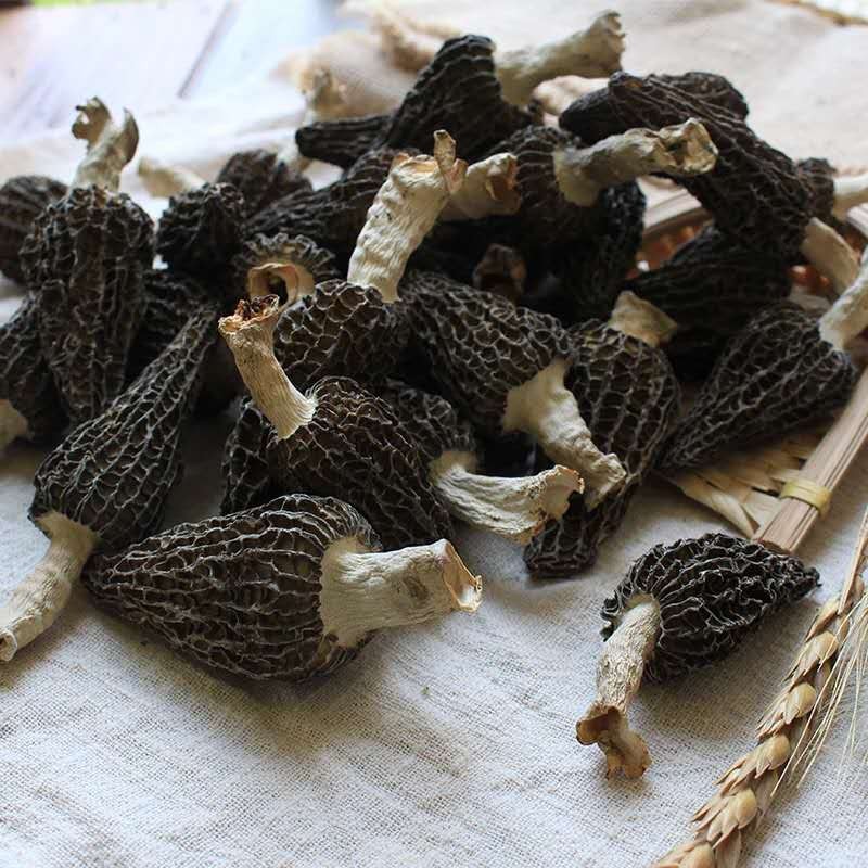 Morel Mycelium Supplier - Mushroom Cultivation