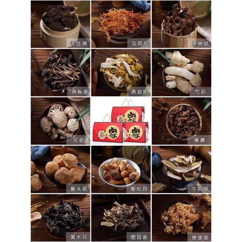 Morel Mycelium Supplier - Mushroom Cultivation