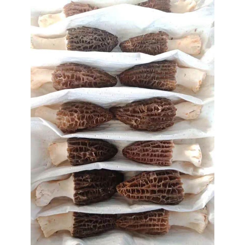 Black Morel Manufacturer - Bulk Dried Mushroom