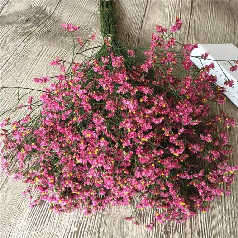Dendrobium Candidum Supplier - Whole Plant