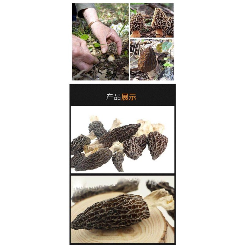 Dried Morel Mushroom Factory - Price Competitive