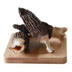 Morchella Mushroom Supplier - Wild Custom