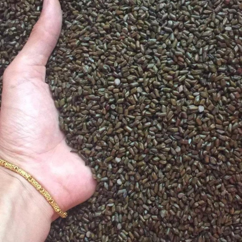 Bigen Kernels Supplier - Food Processing Custom