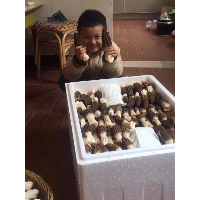 Cinnamon Root Piece Factory - Seasoning Whole