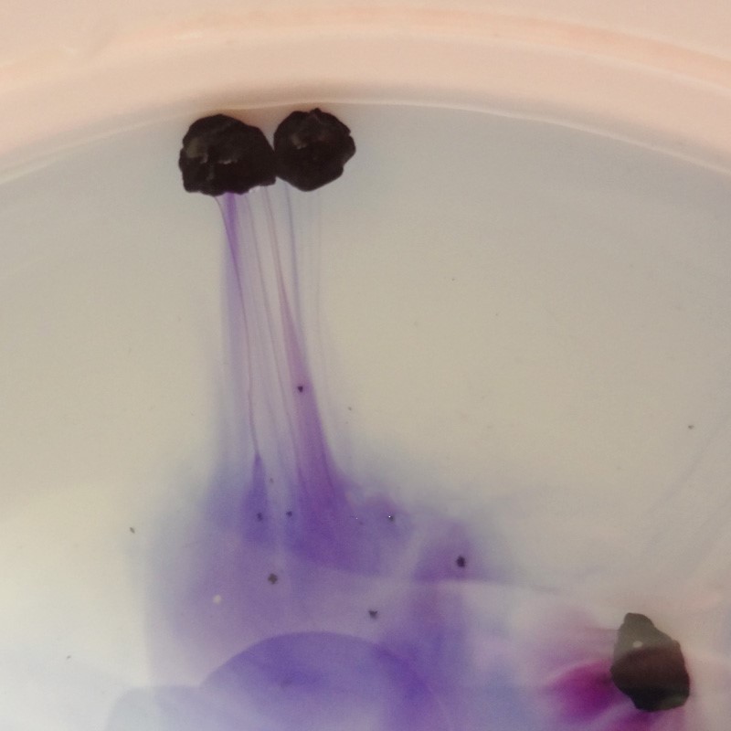 Whole Cassia Factory - Vietnam Obovata Custom