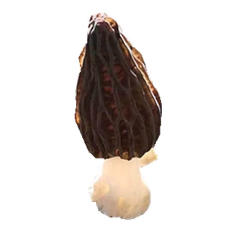 Wild Morel Mushroom Manufacturer - Dried Bulk
