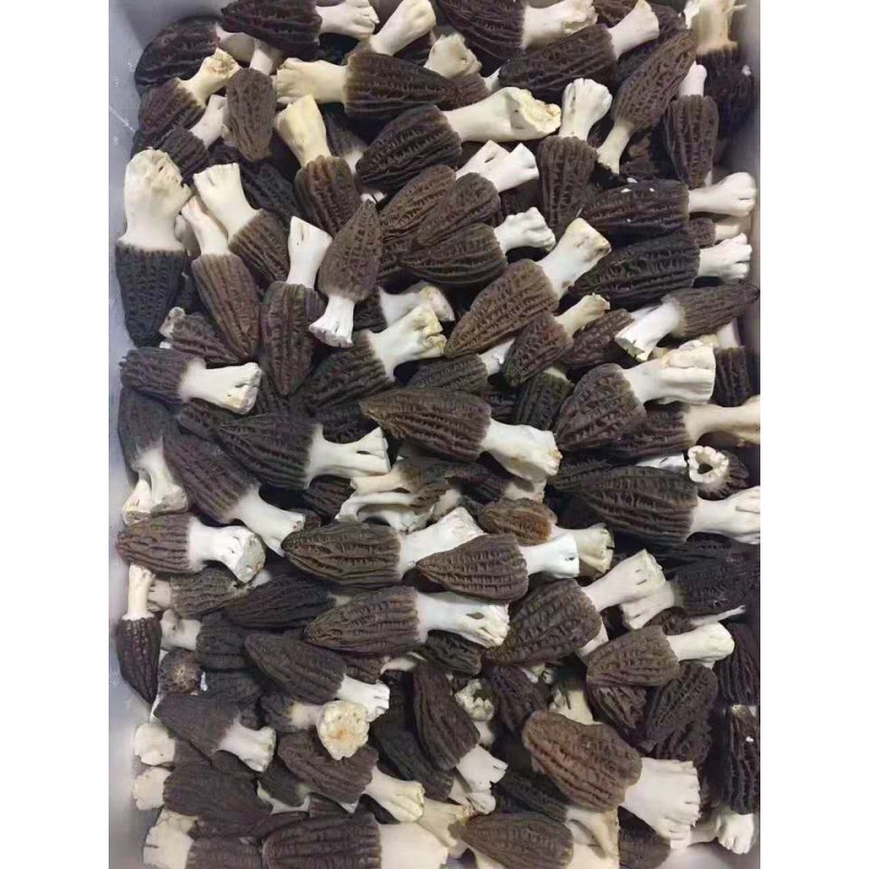 Dried Morel Mushroom Factory - Price Competitive