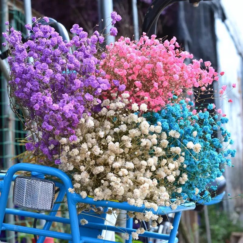 Lavender Dried Flowers Factory - Wholesale Bulk