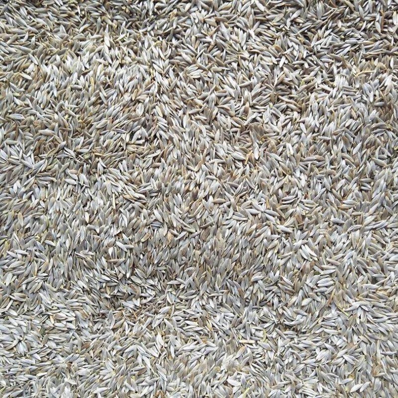 Fruit Vegetable Powder Supplier - Custom Blend