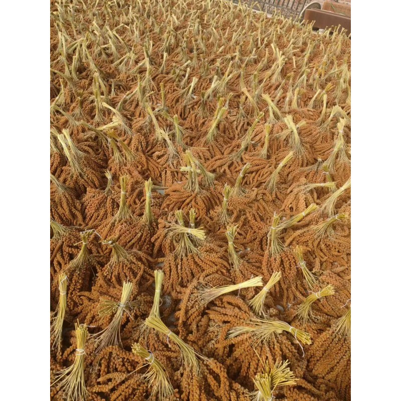 Hulled Millet Bird Food Manufacturer - Bulk OEM/ODM