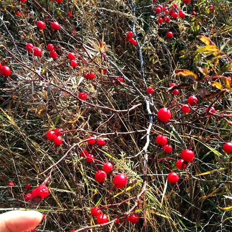 Rose Fruit Supplier - Bulk Dried Whole Fruit