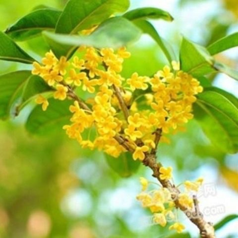 Organic Pu'er Tea Factory - Custom Loose Leaf