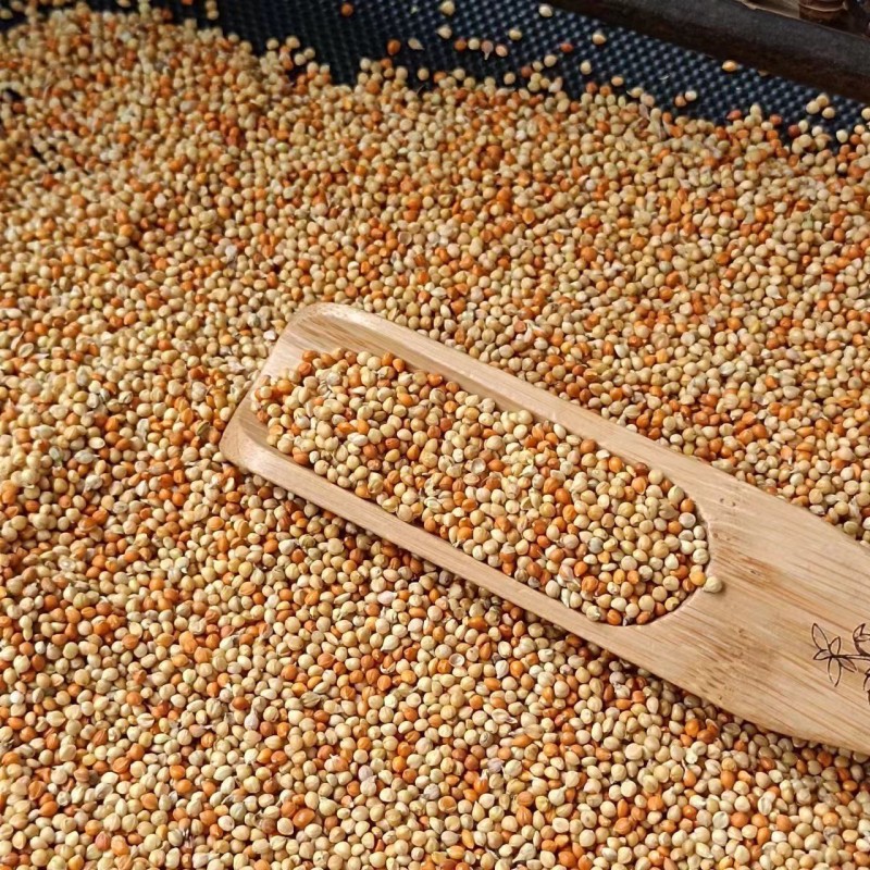 Hulled Millet Bird Food Manufacturer - Bulk OEM/ODM