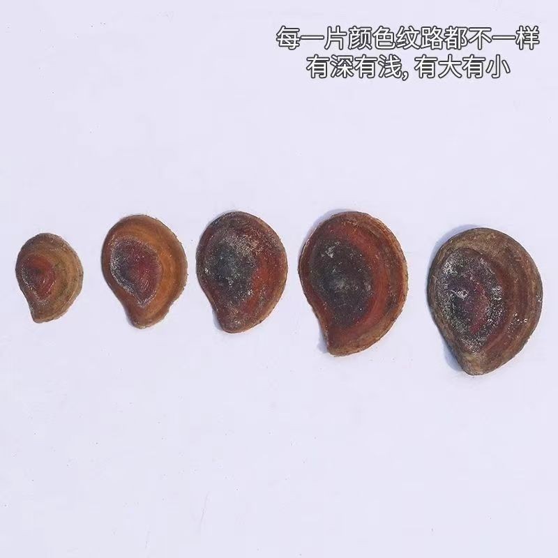 Organic Pecan Kernel Supplier - Fresh Dried Food