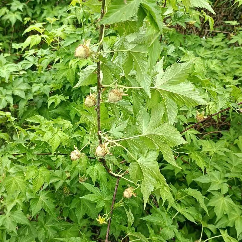 Dried Mint Supplier - Bulk Food Ingredient