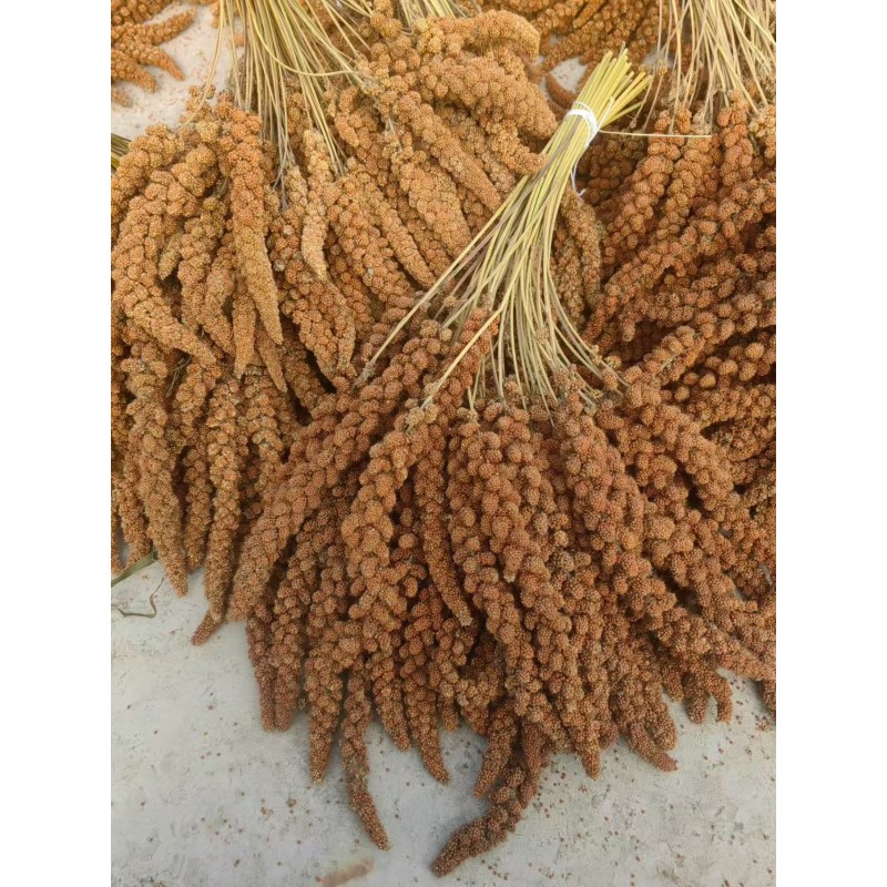Hulled Millet Bird Food Manufacturer - Bulk OEM/ODM