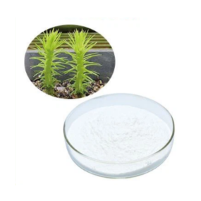 Huperzia Extract Manufacturer - Huperzine A 1-98%