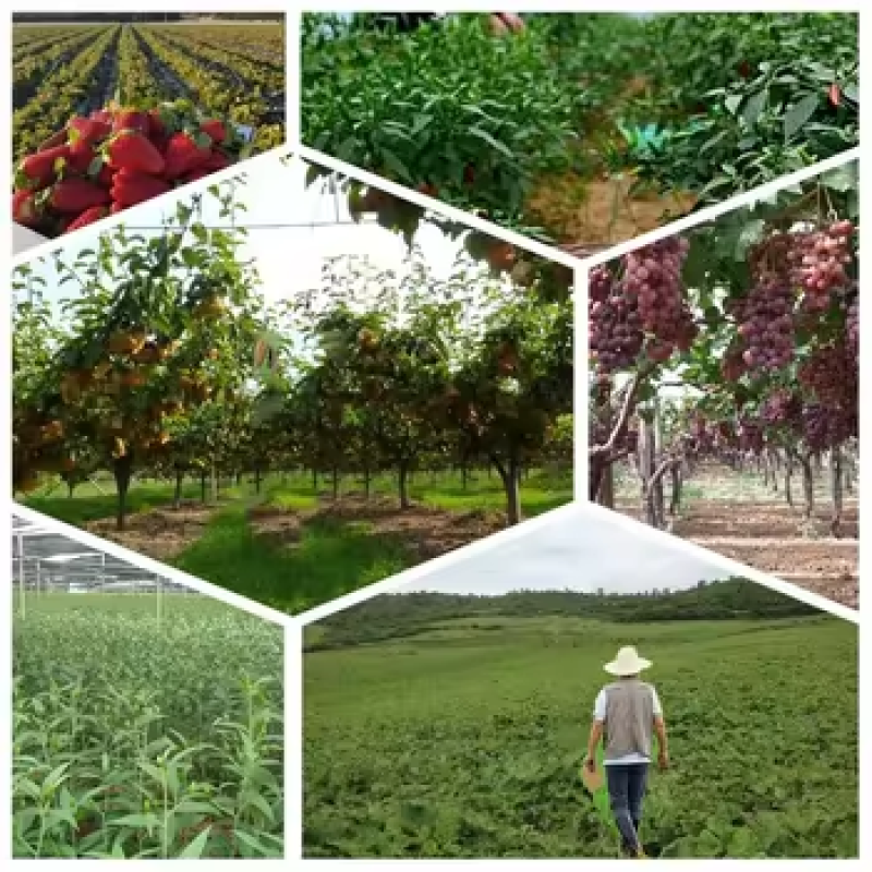 Polygonum Extract Factory - 50% Resveratrol