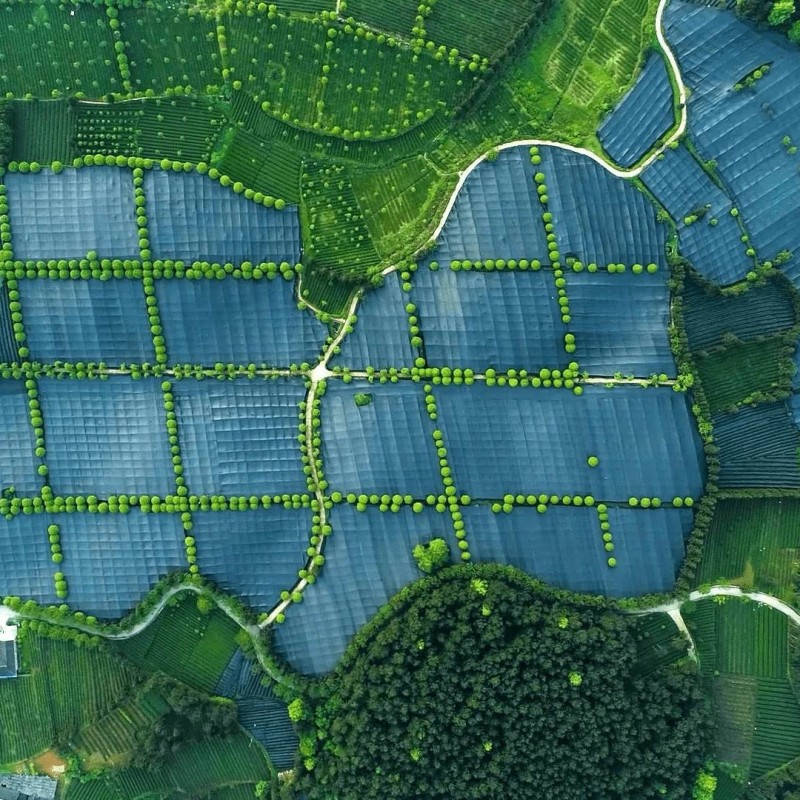 Green Tea Powder Manufacturer - 5AAAAA Grade