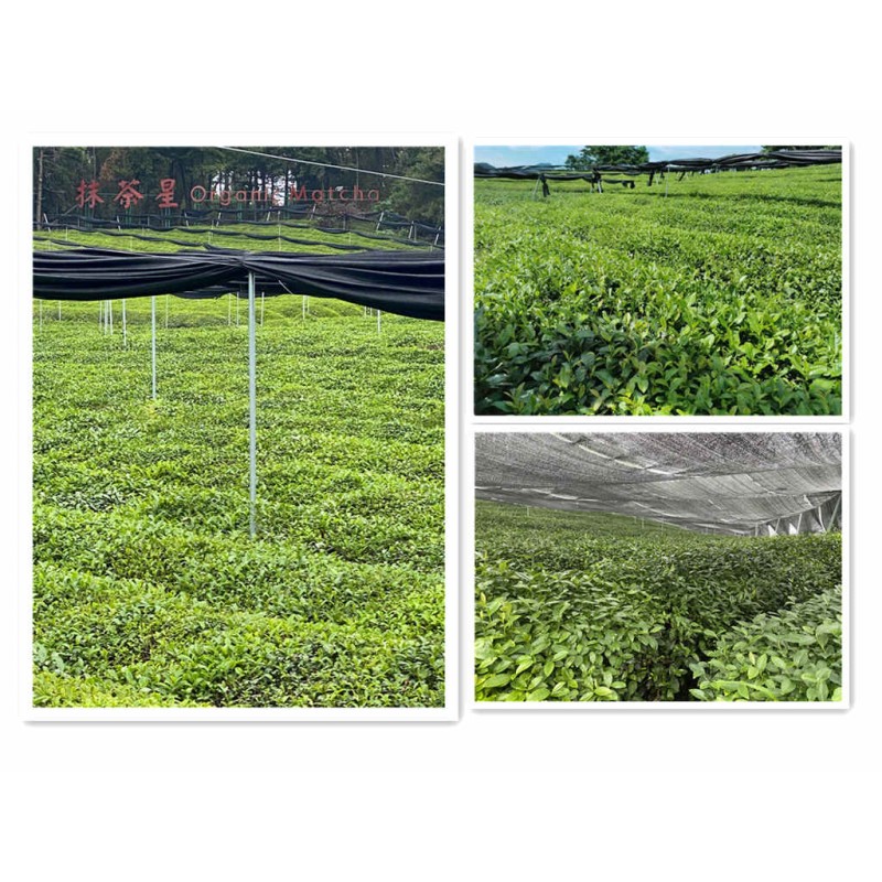 Matcha Powder Factory - EU Certified Bulk