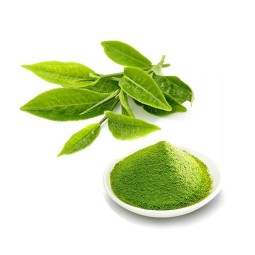 Green Tea Supplier - Trinidad Toronto Bulk
