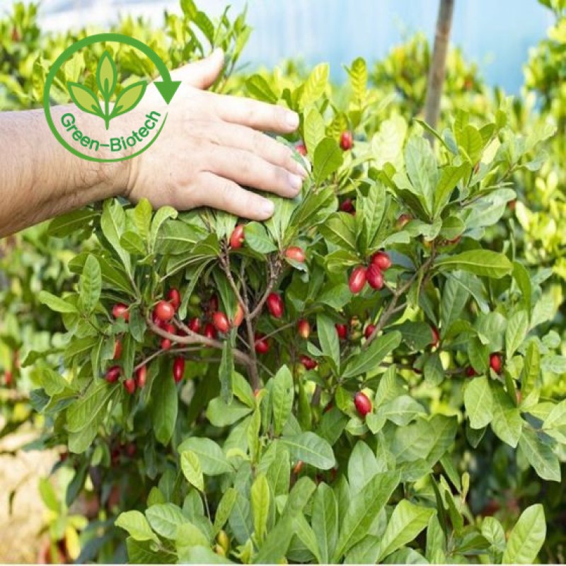 Miracle Berry Extract Supplier - 100% Pure