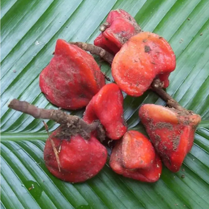 Beta Glucan Supplier - Immunity Enhancement