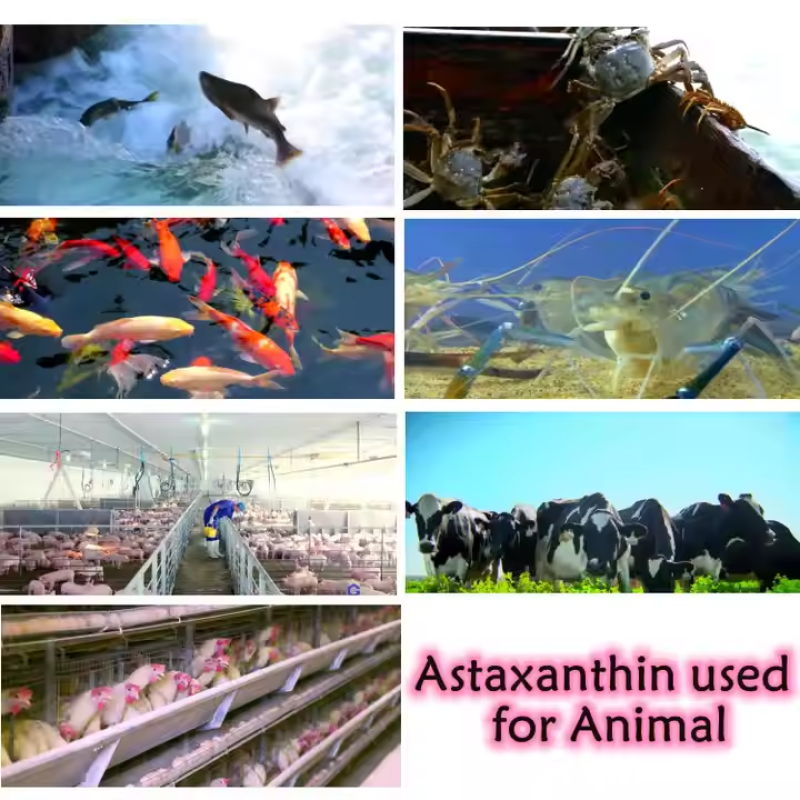 Astaxanthin Extract Manufacturer - 16mg Bulk