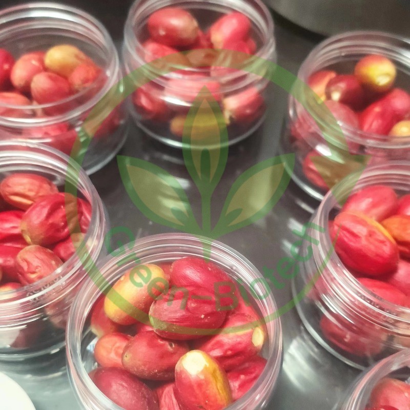 Miracle Berry Extract Supplier - 100% Pure