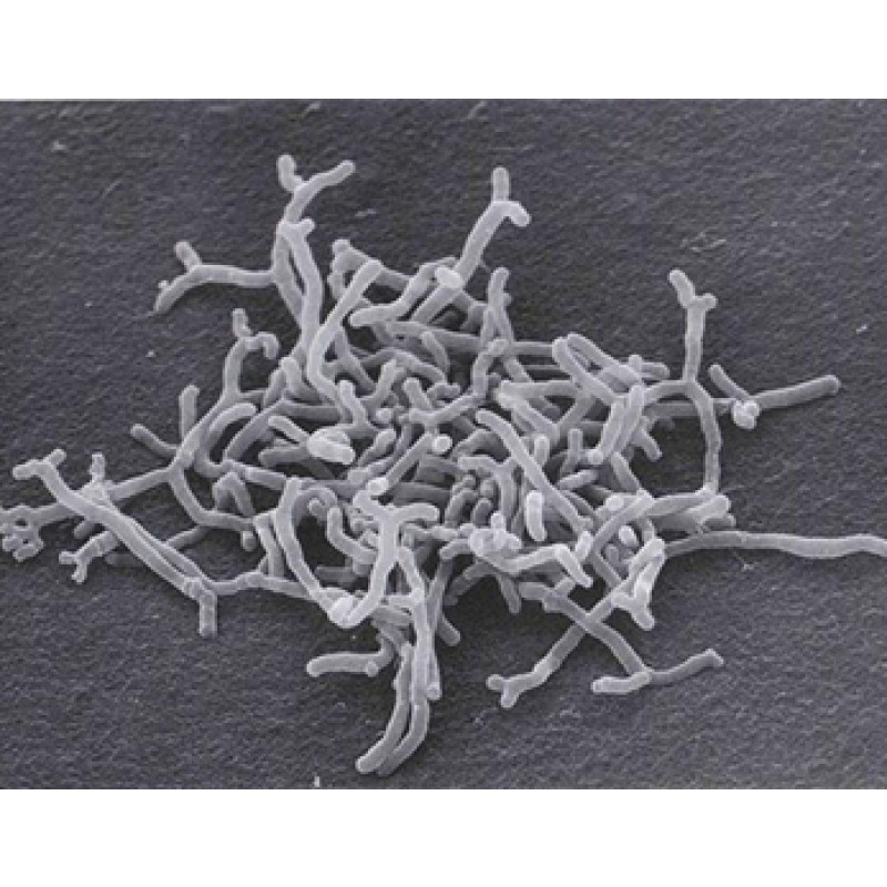 ISO Certified Manufacturer Supplies Bifidobacterium Bifidum Probiotic Powder Vitamin Active Competitive Price Bottle Drum