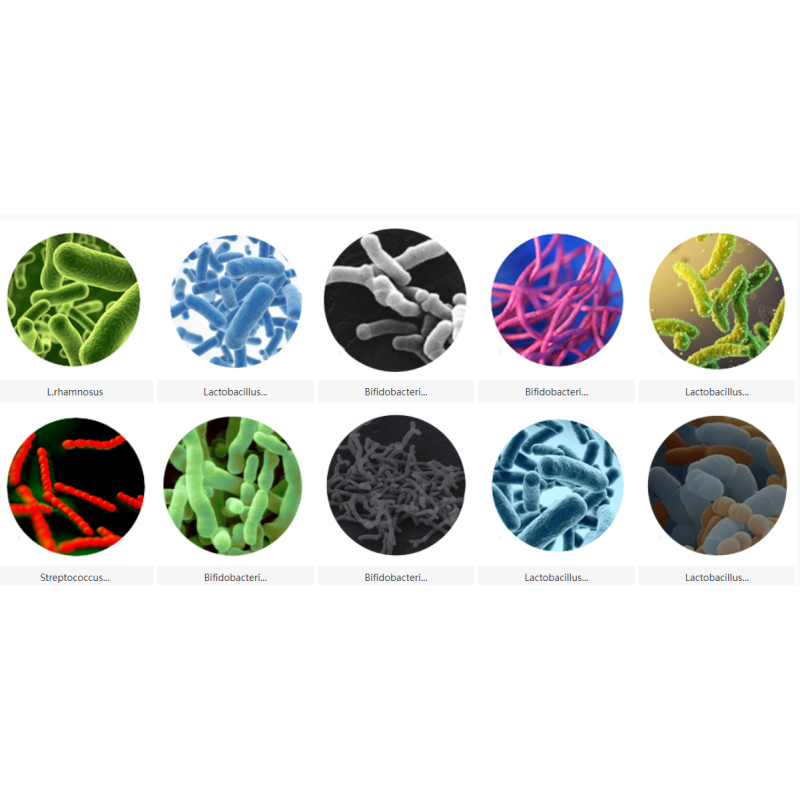 High Activity Food Grade Bifidobacterium Lactis B.lactis Probiotic Powder Raw Material Supply Packaged Bottles Drums Bromelain