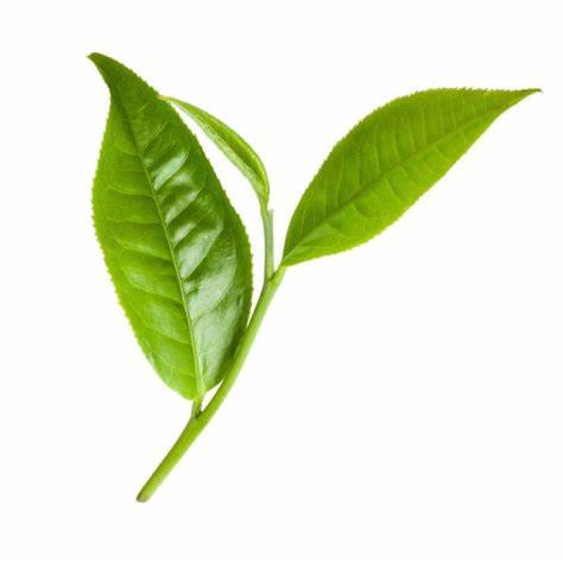 Best Selling Green Tea Flavor Food Additives Water Soluble for Beverages Baked Goods Dairy Products Bottles Drums Mason Jars