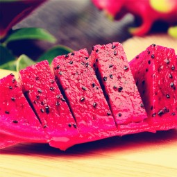 Pitaya Plants Factory - Dragon Fruit Seedlings